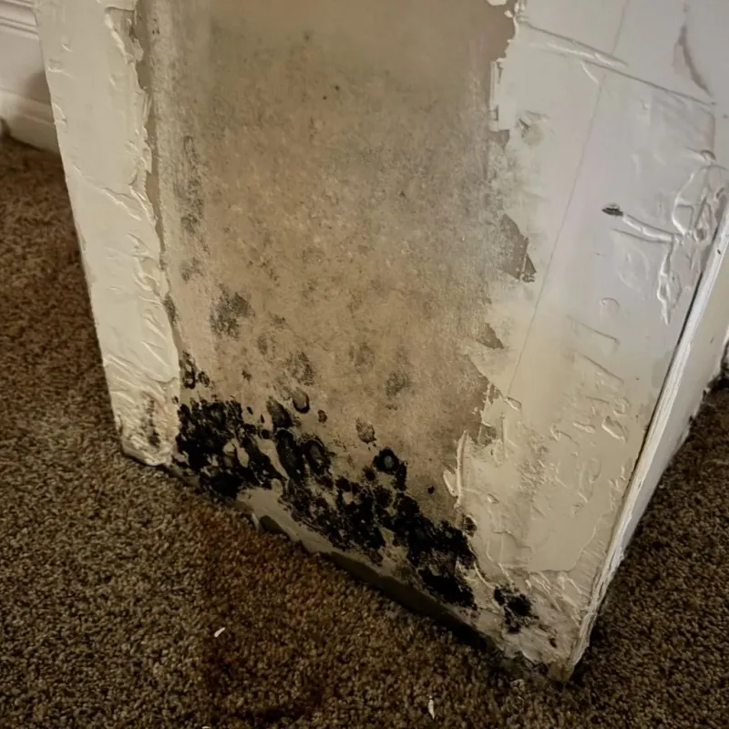 Professional Mold Removal in Pontiac, IL